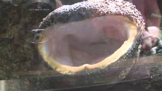 Yawning Japanese giant salamander Front View [upl. by Garnes]