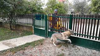 Czechoslovakian Wolfdogs Reaction When See the Postman [upl. by Thaddus]