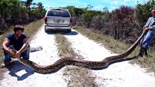 Python hunters take on Florida Everglades snake problem [upl. by Mail]