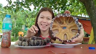 Sea Urchin Mukbang On samar [upl. by Shifra]