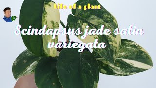 Life of a plant  variegated Scindapsus jade satin marble variegation  halfmoon [upl. by Enomor205]