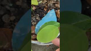 Longan Lychee Leaves Color龍眼荔枝葉 彩色VID20240810082004 [upl. by Tabby]