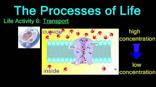 Investigating the Transport of Water in a Living Organism [upl. by Oruam]