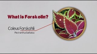 Forskolin review What is Forskolin [upl. by Prowel87]