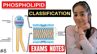 phospholipids biochemistry  glycerophospholipid and sphingomyelin biochemistry [upl. by Lleznol]