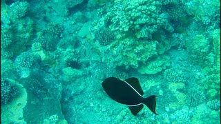 Snorkeling at Molokini Crater in Maui Hawaii NCL Pride of America Cruise [upl. by Pickard396]