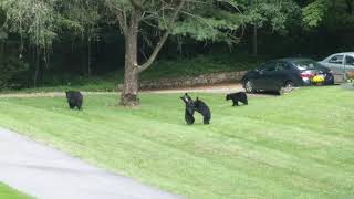 After The Storm The Cubs Come Out To Play [upl. by Ayna887]