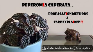 Peperomia Caperata Propagation amp Care tips [upl. by Lew]