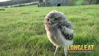 Keeper Cares for Baby Burrowing Owls at Longleat [upl. by Chyou235]