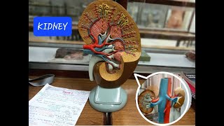 KIDNEY  ANATOMY MODEL 1 [upl. by Yerd933]