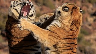 Tiger fight between two male tigers at Tiger Canyons Help the tiger Share our post [upl. by Animrelliug]