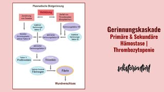 Gerinnungskaskade einfach erklärt Primäre amp Sekundäre Hämostase verstehen  Faktoren Bedeutung [upl. by Akimahs756]