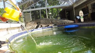 SWAMP to SWIM ASMR POOL TRANSFORMATION [upl. by Oirramed]