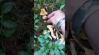 Liška obecná  Cantharellus cibarius 🌲🍄‍🟫🌲🌲🍄‍🟫 houby houbaření hubarcenie mushroomhunting [upl. by Pero]