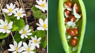 How To Collect Bloodroot Seed Sanguinaria canadensis  Propagate Native Woodland Wildflower [upl. by Jowett]