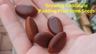 Growing Black Sapote aka Chocolate Pudding Fruit from Seeds [upl. by Bianka314]