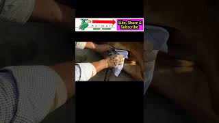 Spermatic cord crushing  Dr Usman Mirza drusmanmirza dairyfarm youtube viralvideo viral [upl. by Goulette]