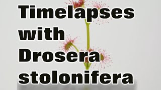 Timelapses with the tuberous sundew Drosera stolonifera [upl. by Abocaj]