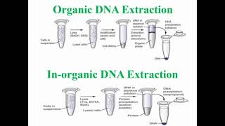 Steps of Organic and Inorganic DNA Extraction [upl. by Abdel]