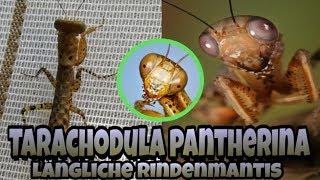 Haltungstipps für die Längliche Rindenmantis Tarachodula pantherina [upl. by Beverlie702]