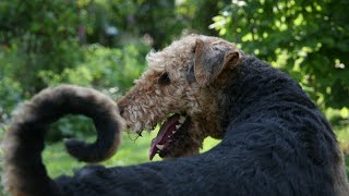 Airedale Terriers Training for Dog Sled Racing [upl. by Ttreve420]