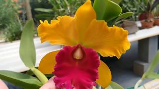 CATTLEYA BLC ALMA KEE  Dicas de Cultivo de Orquidea [upl. by Damales]