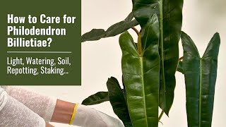 How to Care for Philodendron Billietiae Light Watering Repotting Staking and More [upl. by Lindholm]