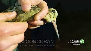 URI Woodcock Project  Improving Bird Habitat Through Science [upl. by Bard]