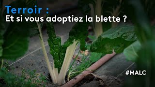 Terroir  et si vous adoptiez la blette [upl. by Leddy]