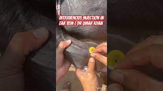 Intravenous injection in ear vein l dr Umar khan [upl. by Atla]