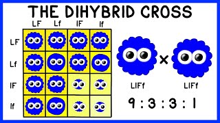 Mendelian Genetics The Dihybrid Cross [upl. by Moises501]