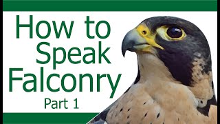 How to speak like a Falconer  Part 1 [upl. by Nwahsem]