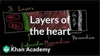 Layers of the heart  Human anatomy and physiology  Health amp Medicine  Khan Academy [upl. by Slohcin]