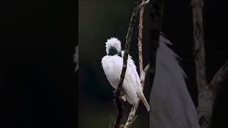 Meet the BareThroated Bellbird Paraguays nationals bird birds paraguay southamerica nature [upl. by Nameerf]