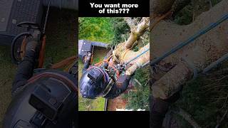 How Pros Remove Trees treeremoval treeservice [upl. by Xanthus]