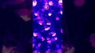 jellyfish aquarium  jellyfish for kids  Flora and fauna shorts viral youtubeshorts [upl. by Keyes]