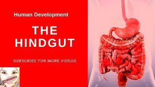 Special embryology  Development of the Hindgut [upl. by Ahsataj115]