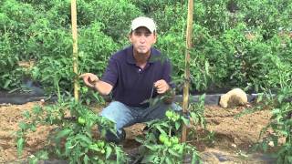 How to Grow Tomatoes Staking [upl. by Aztirak]