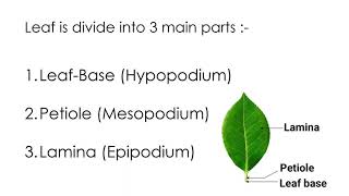 Leaf parts of leaf leaf base petiole lamina [upl. by Hannibal612]