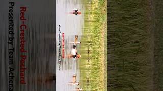 RedCrested Pochard shorts short shortsvideo shortvideo shortsfeed birds video nature [upl. by Lladnek646]