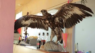 Albanian eagle threatened with extinction [upl. by Bonner]