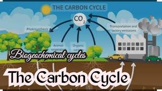 The Carbon Cycle A Simple ExplanationBiogeochemical cyclescarbon cycleEnvironmental science [upl. by Kohl]