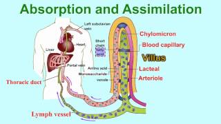 Absorption and AssimilationVILLUS vitamins and water enter into body fluids through the villi [upl. by Clim]