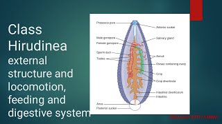 Phylum Annellida Class Hirudinea  structure LocomotionFeeding and digestive system of Hirudinea [upl. by Ahsilrac]