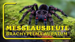 Messeausbeute  Brachypelma auratum [upl. by Jareb]