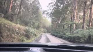 Toolangi State Forest Drive [upl. by Daphne429]