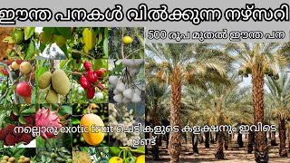 500 രൂപ മുതൽ ഈന്ത പനകളും എല്ലാത്തര വിദേശ പഴ ചെടികളും വില കുറവിൽ ഇവിടെ കിട്ടും exotic abiu [upl. by Enilec]