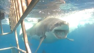 Great White Shark Diving  Isla Guadalupe [upl. by Enilarak]