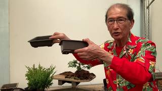 Creating Bonsai from Starter Conifers Hinoki Cypress Blawws Juniper amp Cryptomeria [upl. by Ubald922]