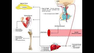 Specific Hormones  Functions of Growth Hormone hGH [upl. by Nednil]